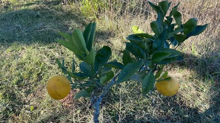 Chácara à venda de 3 ha em Glorinha, RS, Brasil