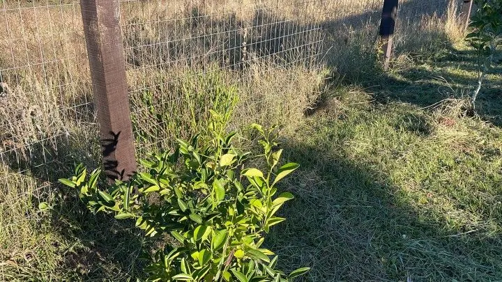 Chácara à venda de 3 ha em Glorinha, RS, Brasil