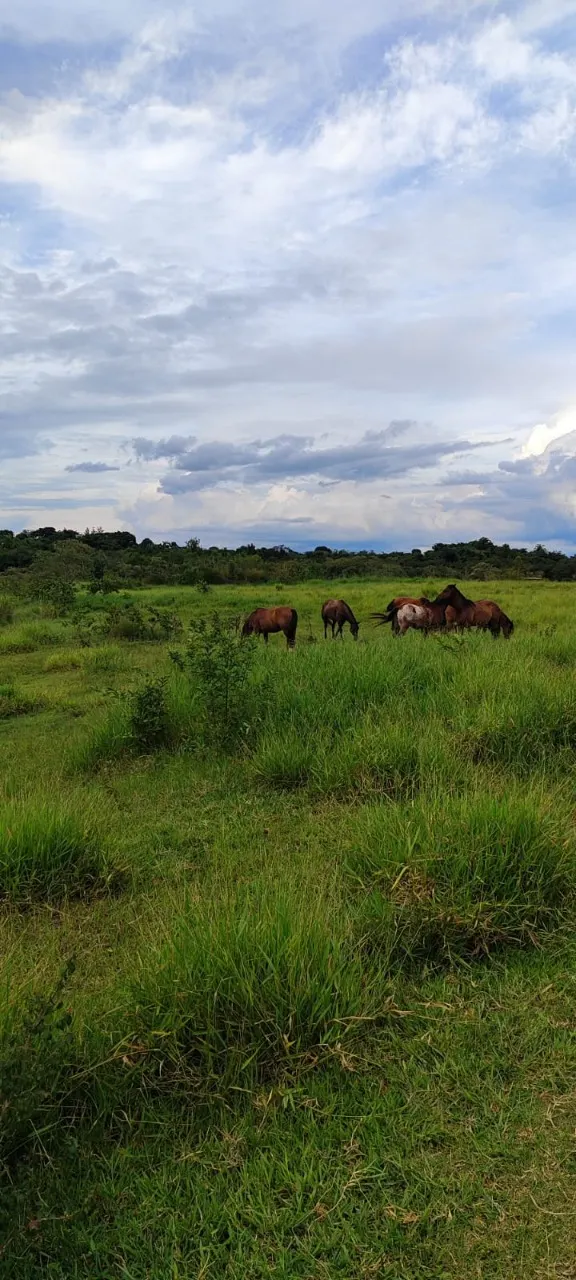 Fazenda à venda de 25 ha em Capela do Alto, SP, Brasil