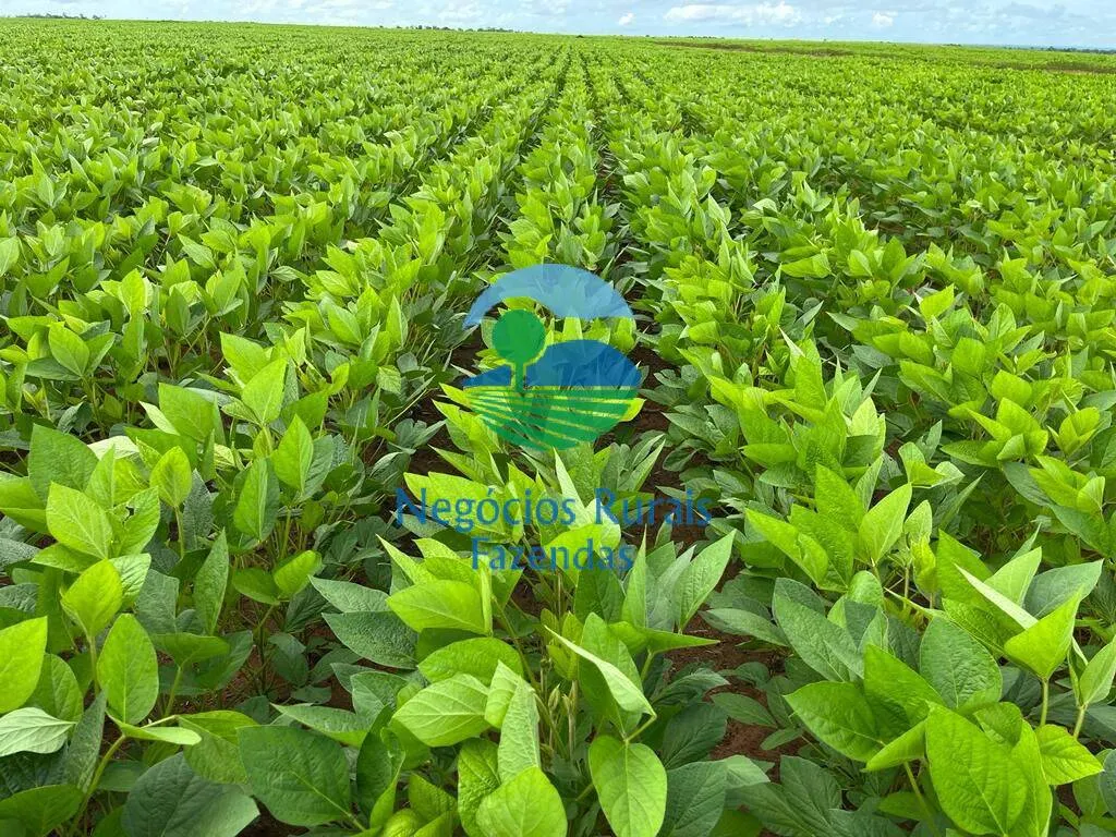 Fazenda à venda de 10.000 ha em Palmas, TO, Brasil