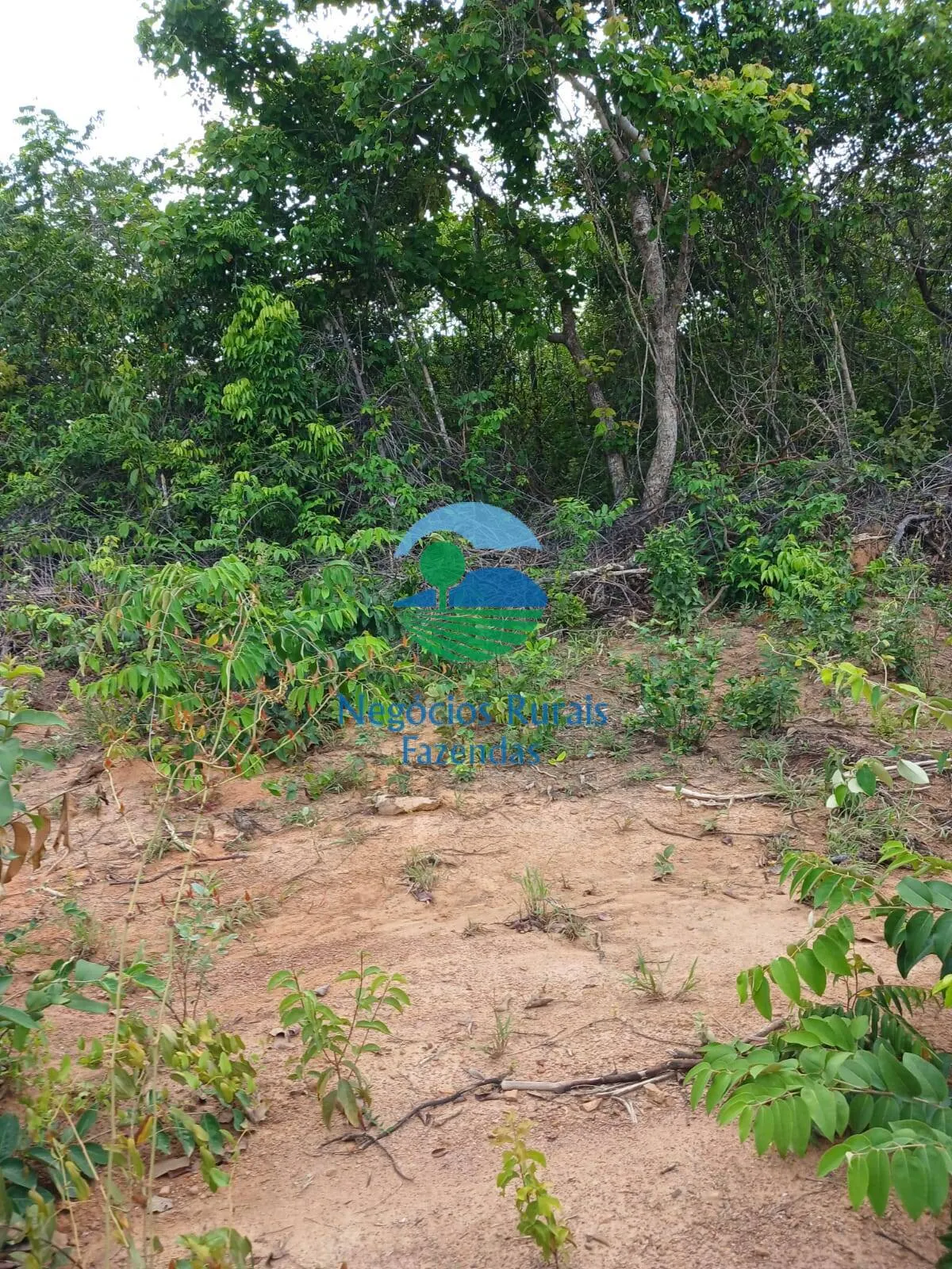Fazenda à venda de 890 ha em Minaçu, GO, Brasil