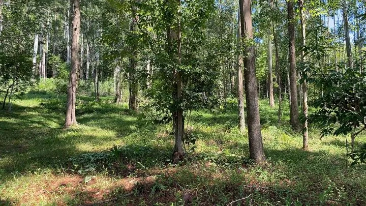 Chácara à venda de 3 ha em Igrejinha, RS, Brasil
