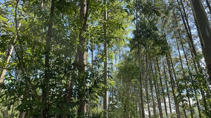 Chácara à venda de 3 ha em Igrejinha, RS, Brasil