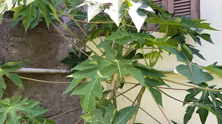 Chácara à venda de 3 ha em Igrejinha, RS, Brasil