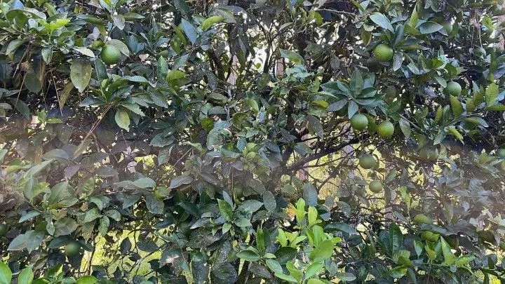 Chácara à venda de 3 ha em Igrejinha, RS, Brasil