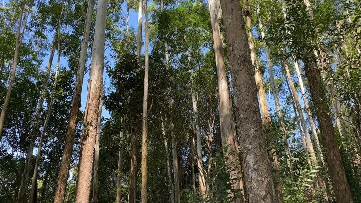 Chácara à venda de 3 ha em Igrejinha, RS, Brasil