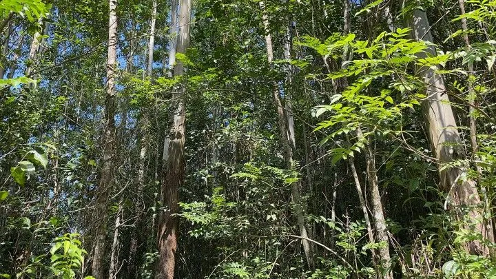 Chácara à venda de 3 ha em Igrejinha, RS, Brasil