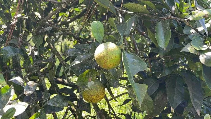 Chácara à venda de 3 ha em Igrejinha, RS, Brasil