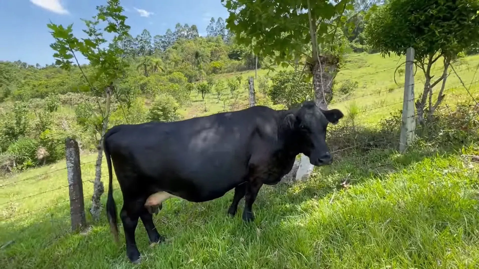 Sítio à venda e para Arrendar de 23 ha em Maquiné, RS, Brasil