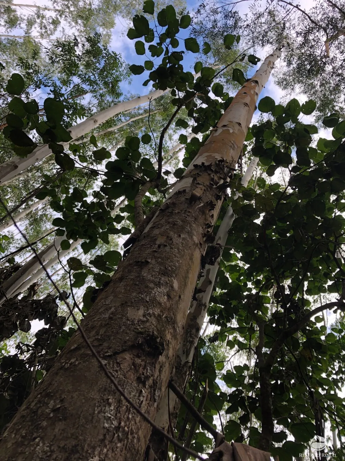 Sítio à venda de 20 ha em São José dos Campos, SP, Brasil