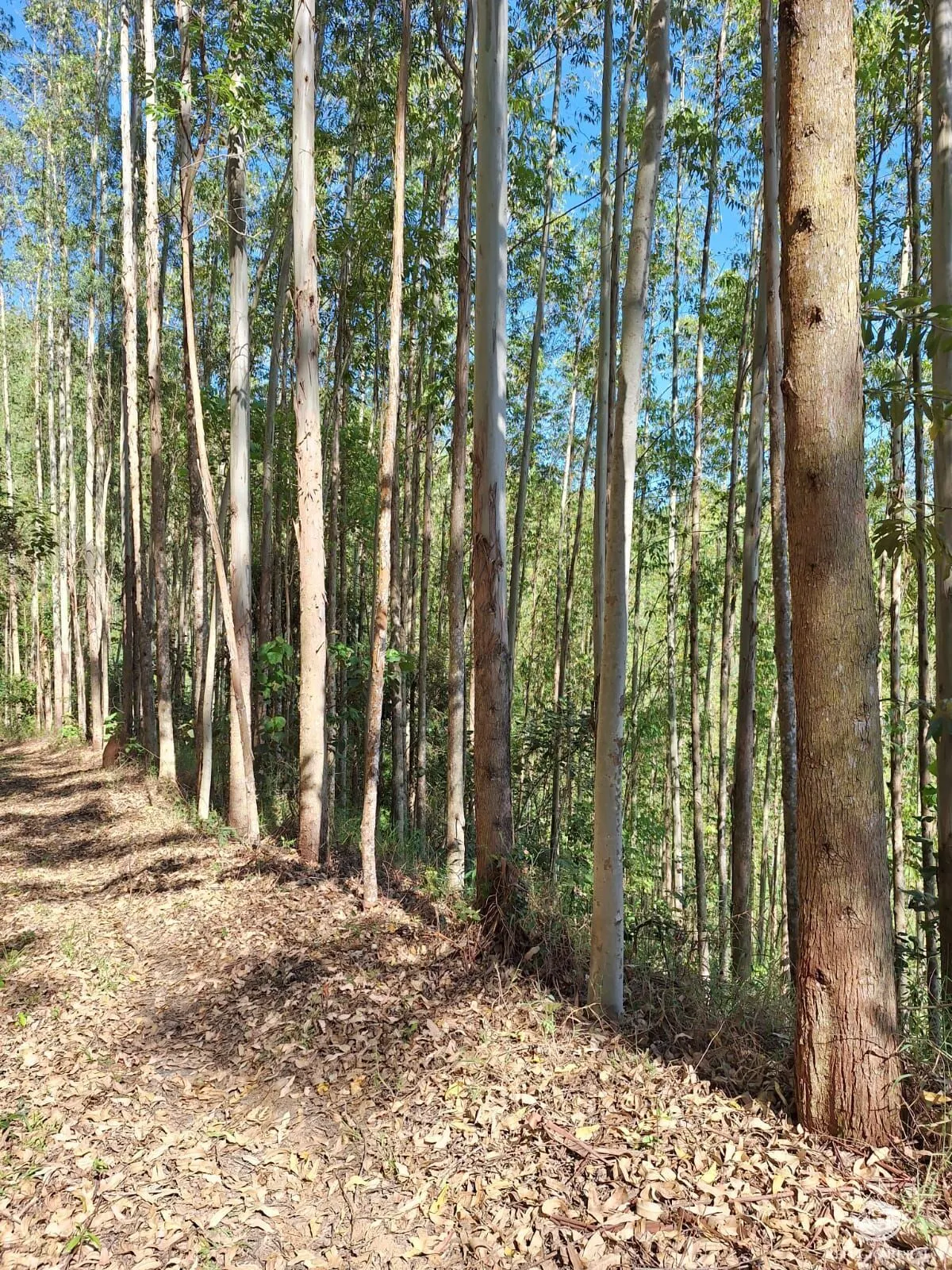 Sítio à venda de 20 ha em São José dos Campos, SP, Brasil