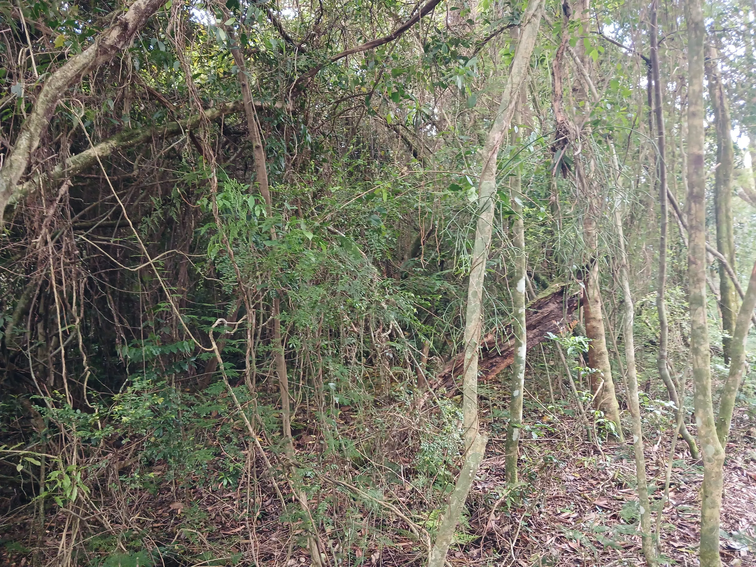 Sítio à venda de 1 ha em Viamão, RS, Brasil