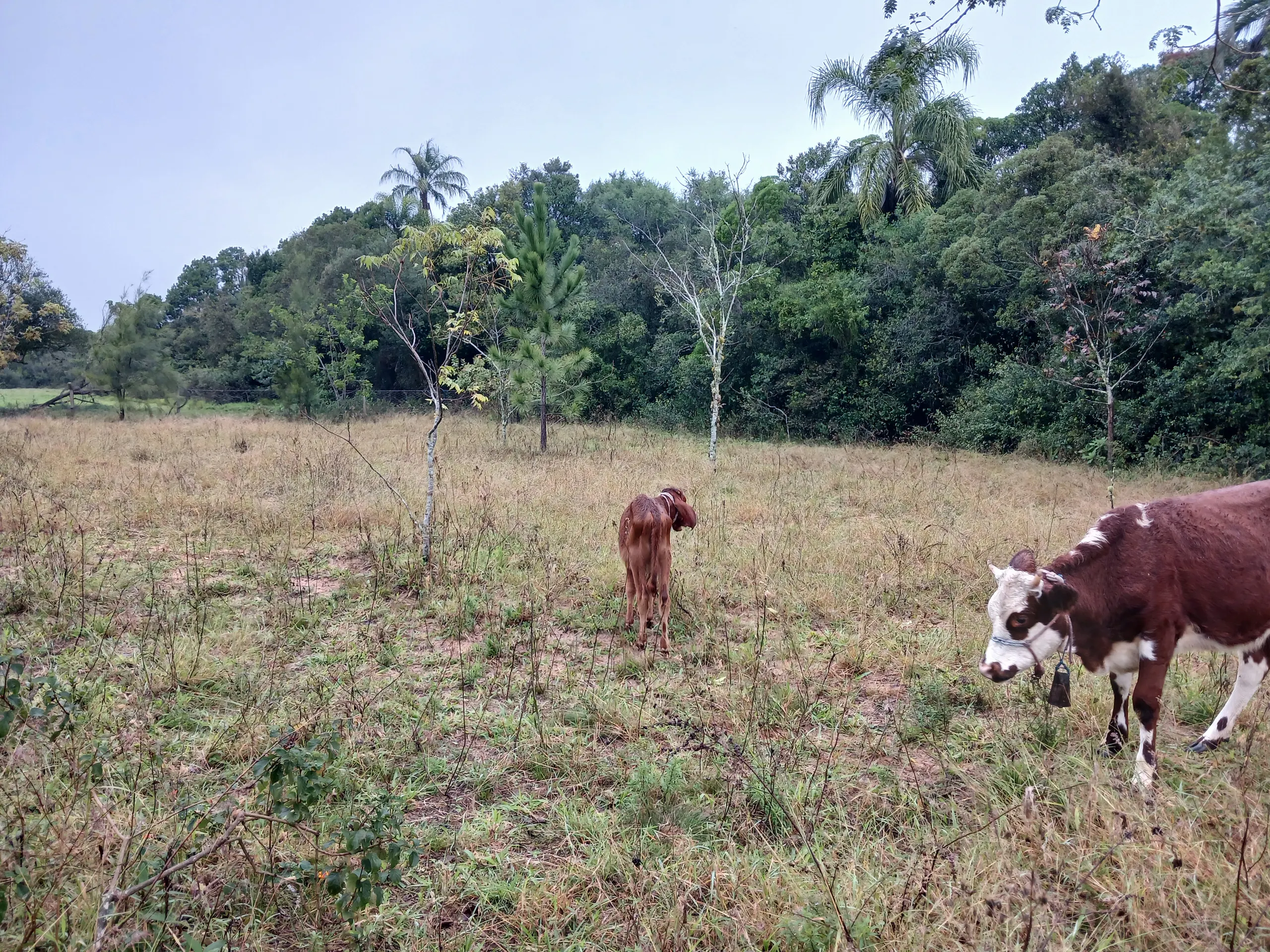 Sítio à venda de 1 ha em Viamão, RS, Brasil