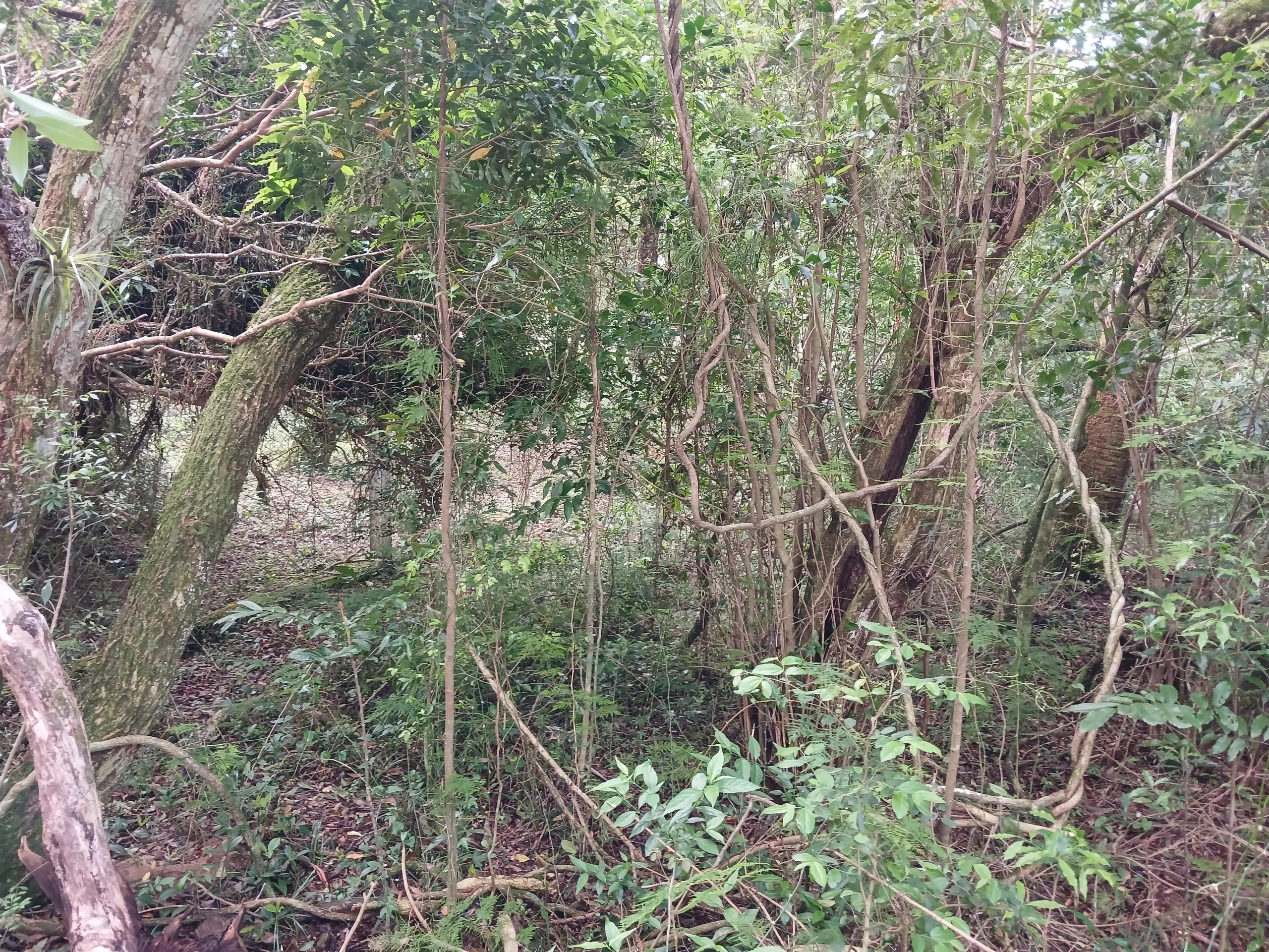 Sítio à venda de 1 ha em Viamão, RS, Brasil