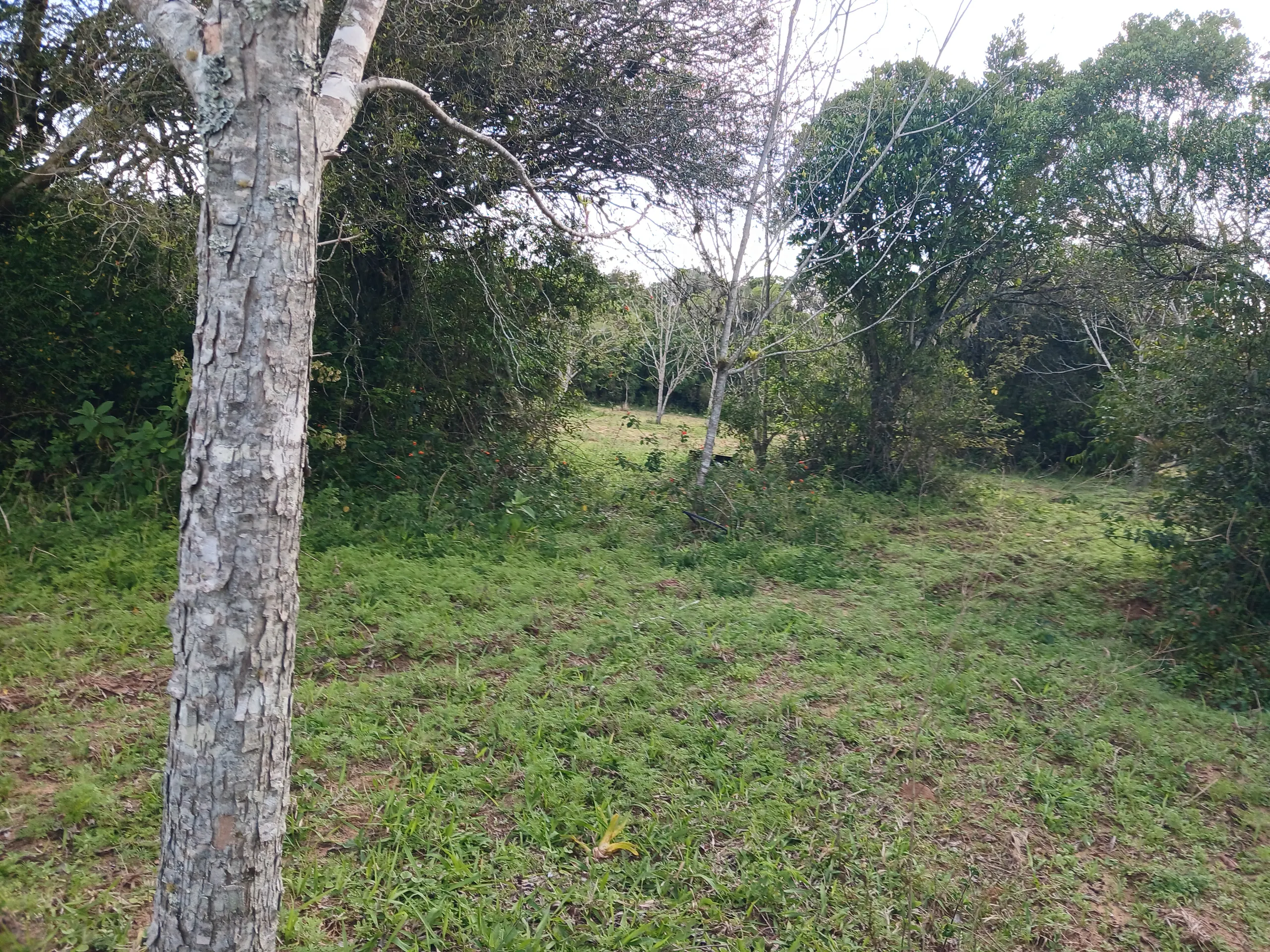 Sítio à venda de 1 ha em Viamão, RS, Brasil