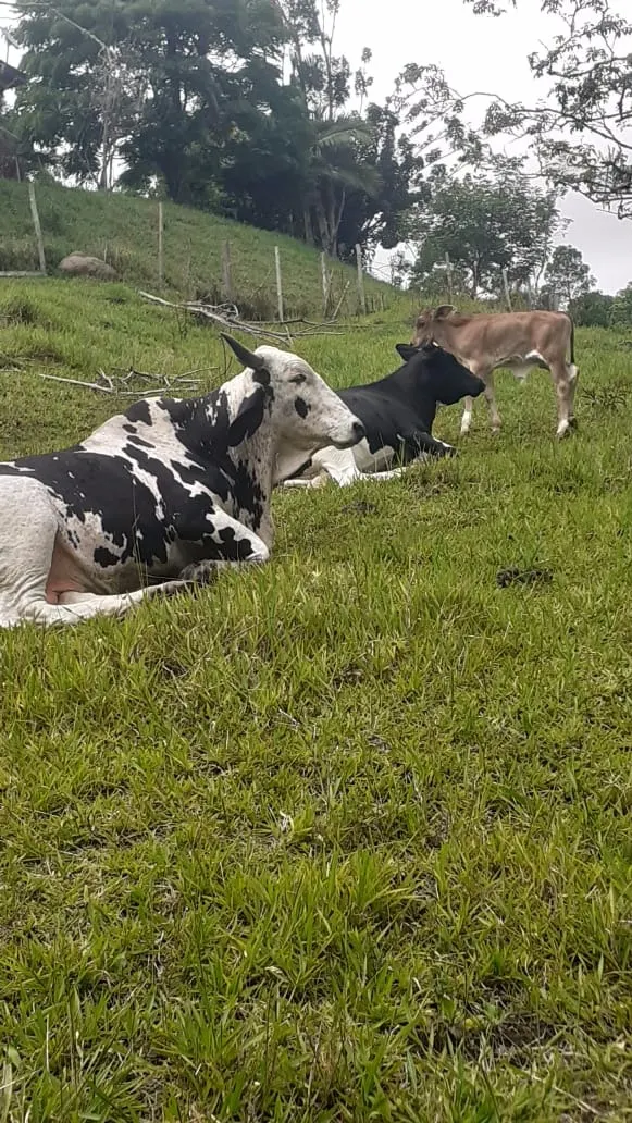 Small farm for sale of 90 acres in São Luiz do Paraitinga, SP, Brazil