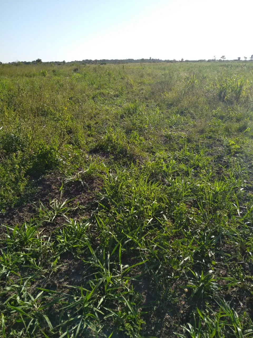 Fazenda à venda de 4.060 ha em Corumbá, MS, Brasil