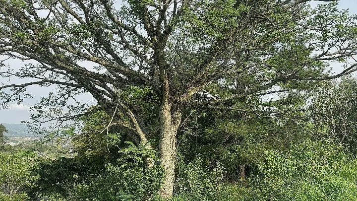 Chácara à venda de 3.564 m² em Santo Antônio da Patrulha, RS, Brasil