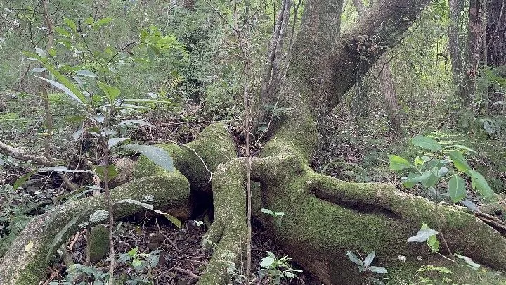 Chácara à venda de 3.564 m² em Santo Antônio da Patrulha, RS, Brasil