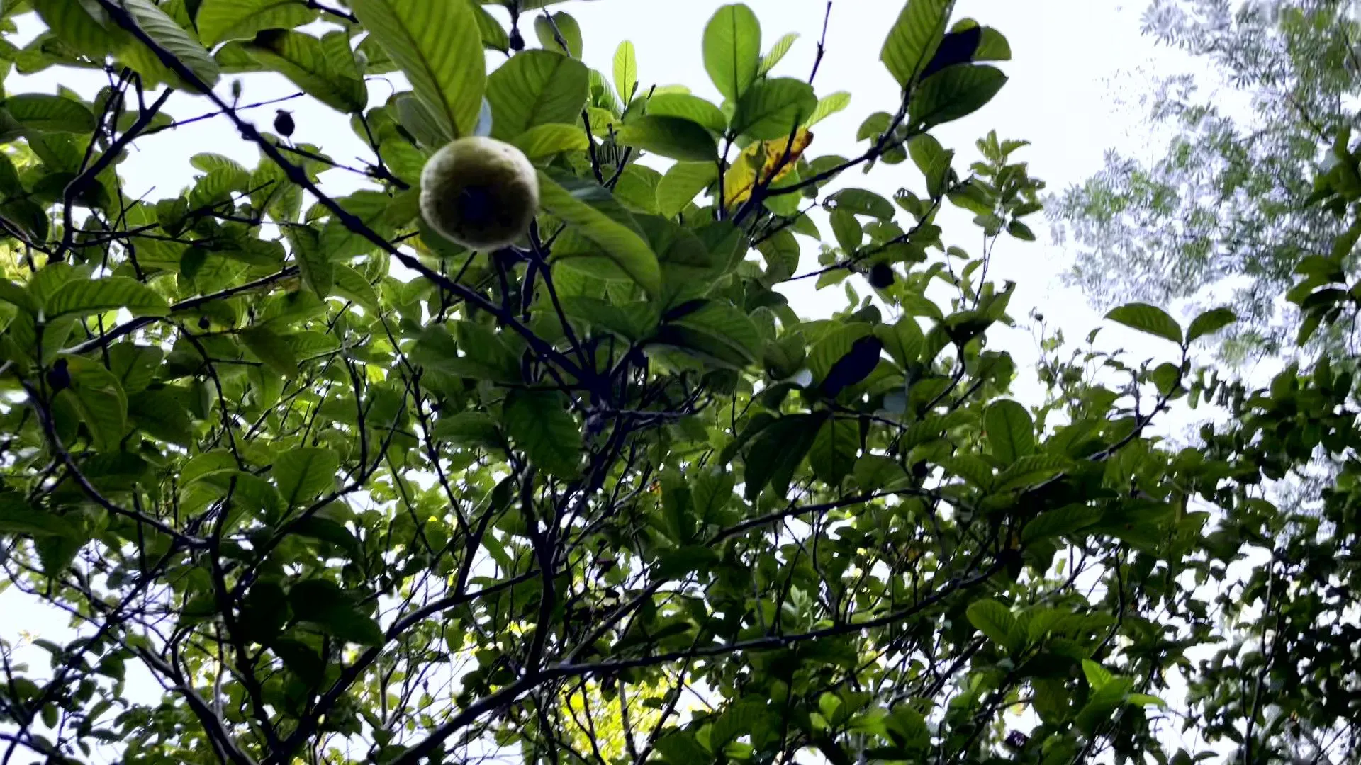 Chácara à venda de 3.564 m² em Santo Antônio da Patrulha, RS, Brasil