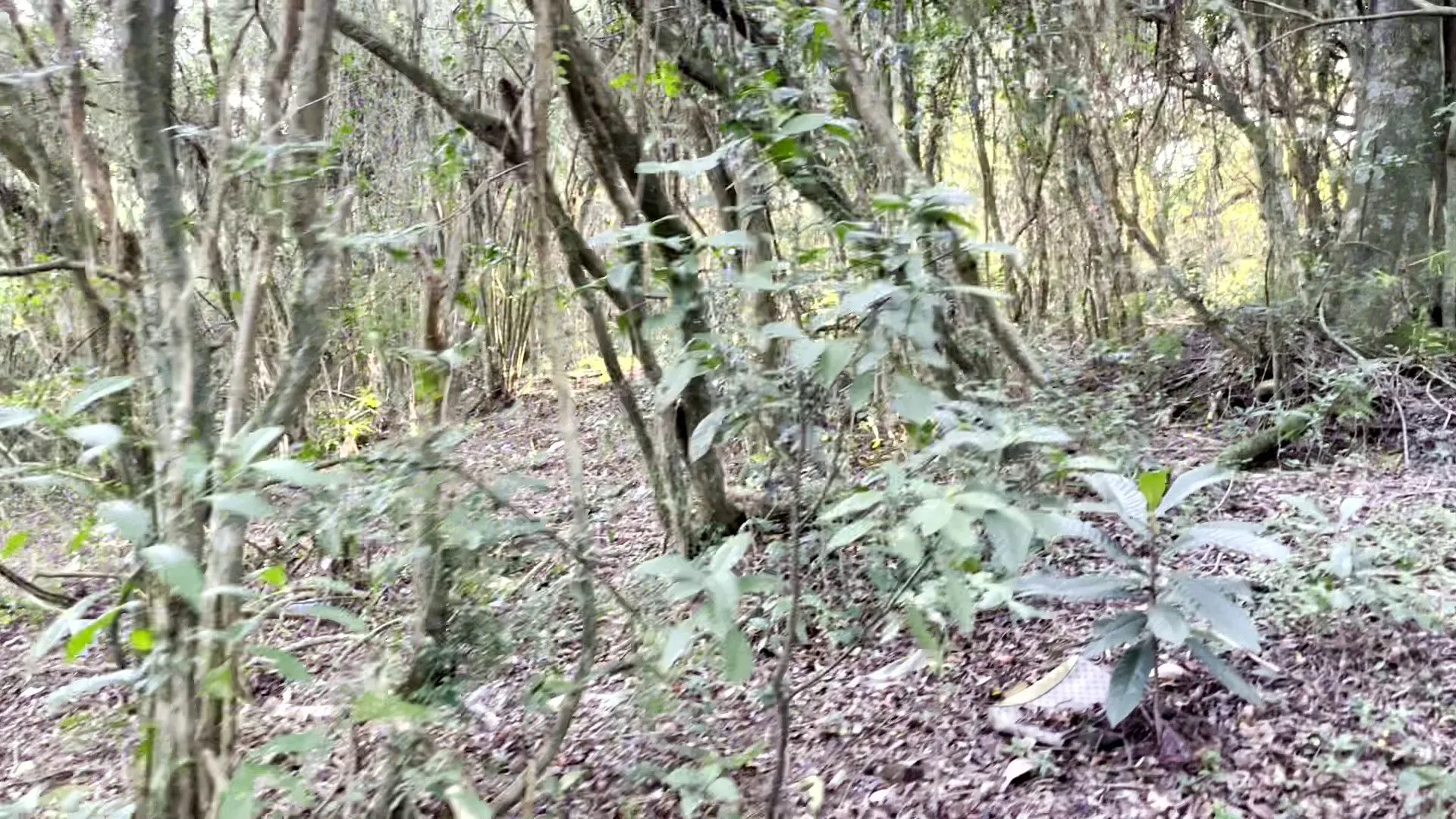 Chácara à venda de 3.564 m² em Santo Antônio da Patrulha, RS, Brasil