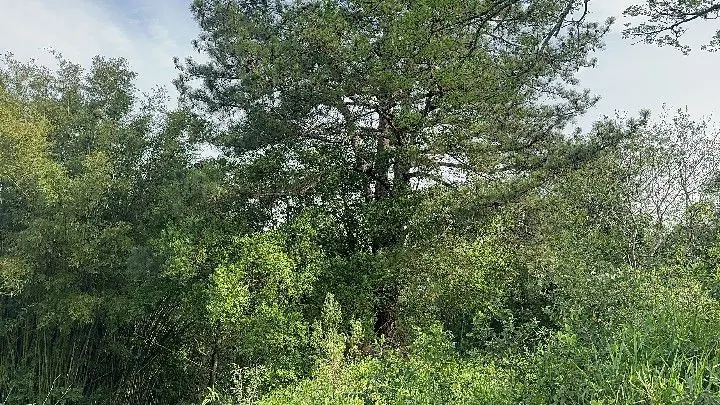 Chácara à venda de 3.564 m² em Santo Antônio da Patrulha, RS, Brasil