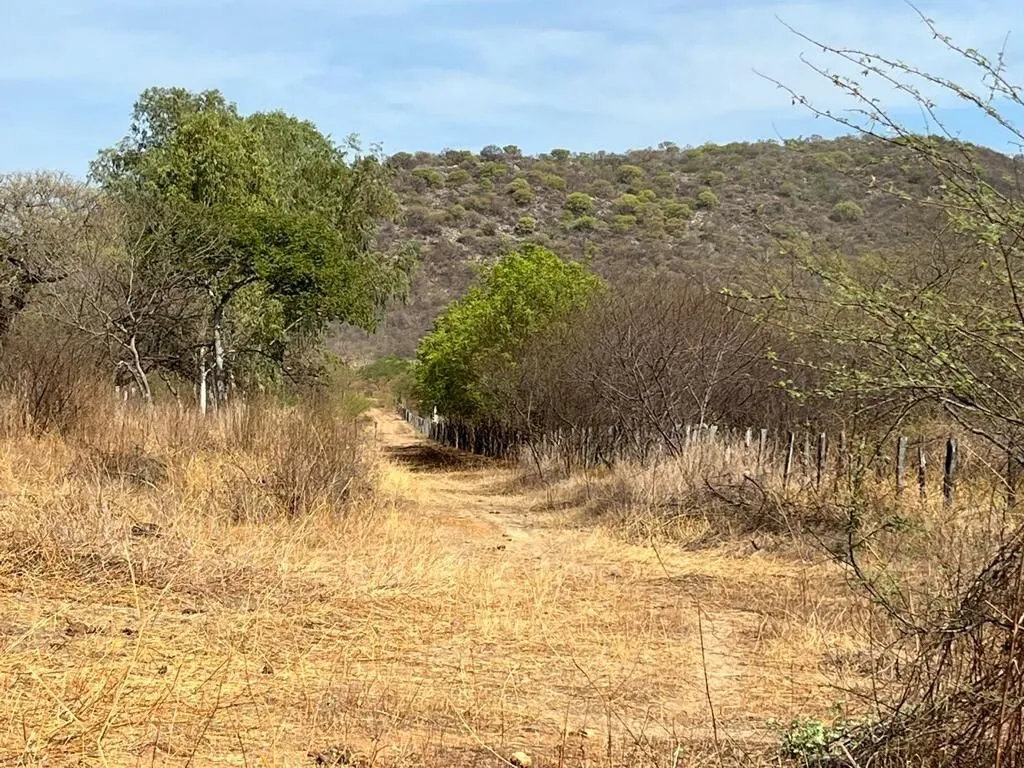 Fazenda à venda de 536 ha em Ibotirama, BA, Brasil