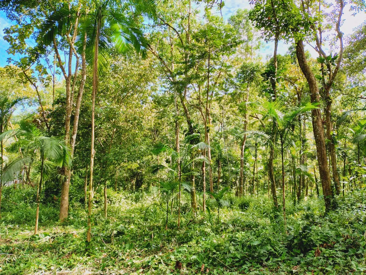 Terreno à venda de 1 ha em Ubatuba, SP, Brasil