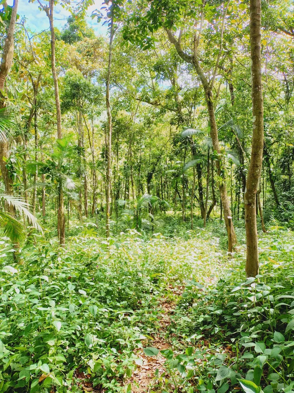 Terreno à venda de 1 ha em Ubatuba, SP, Brasil
