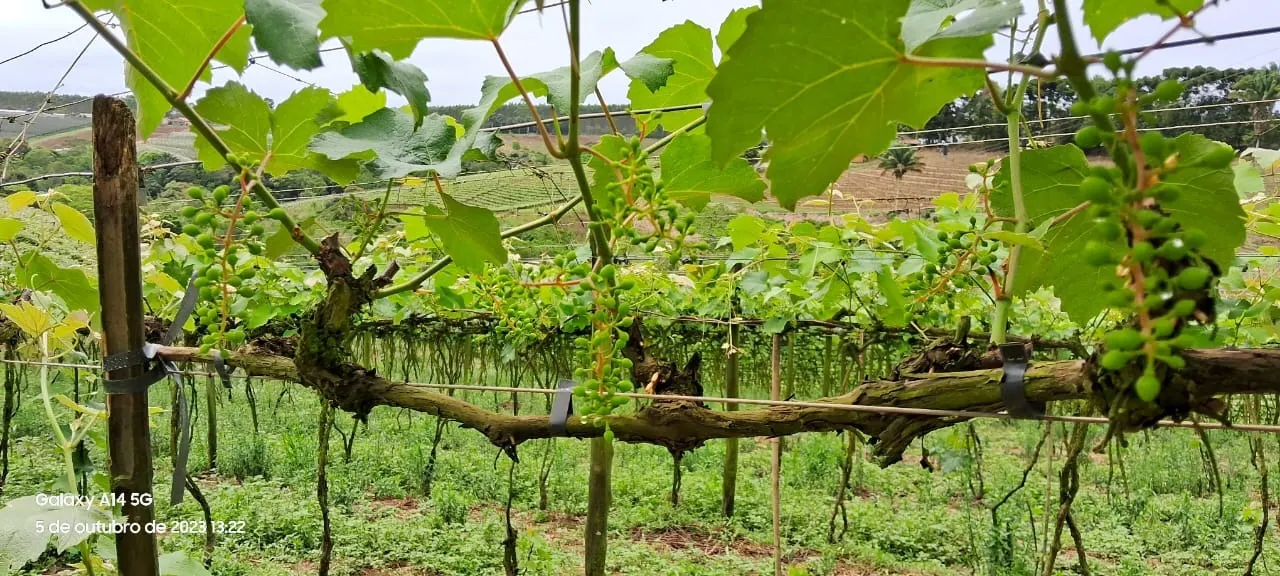 Chácara à venda de 3 ha em São Miguel Arcanjo, SP, Brasil