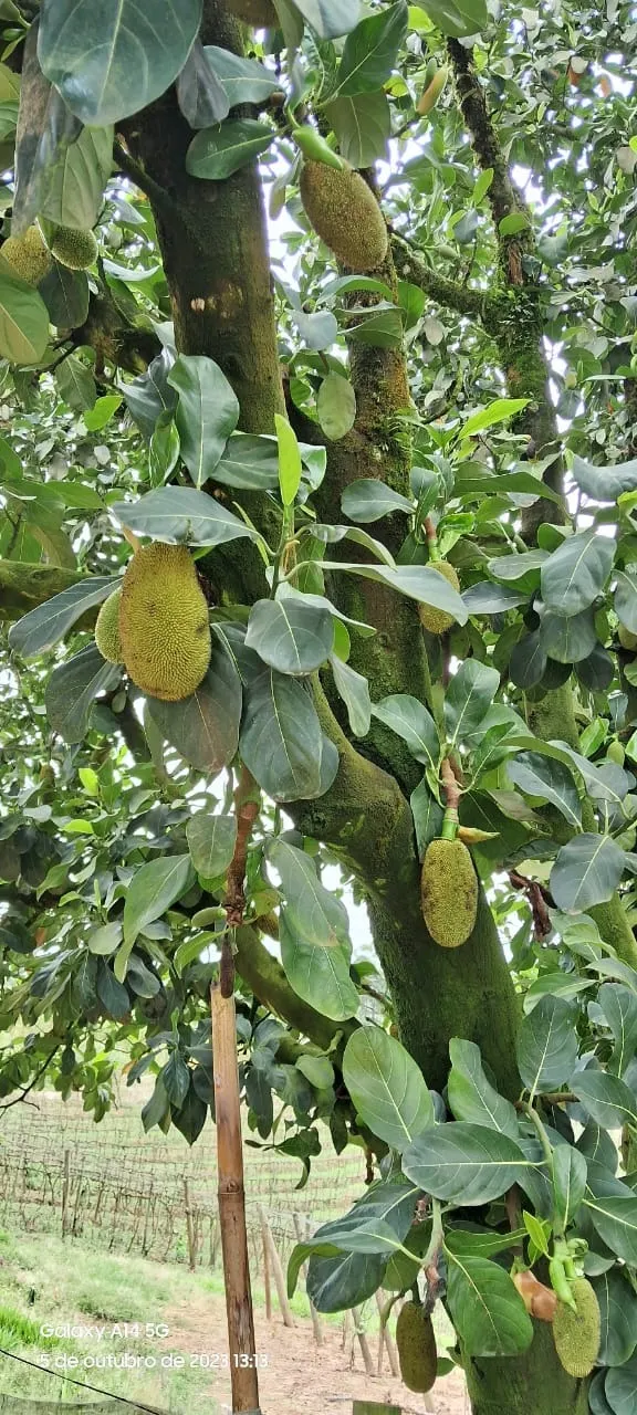 Chácara à venda de 3 ha em São Miguel Arcanjo, SP, Brasil