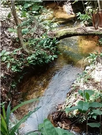 Fazenda à venda de 1.210 ha em Araguaína, TO, Brasil