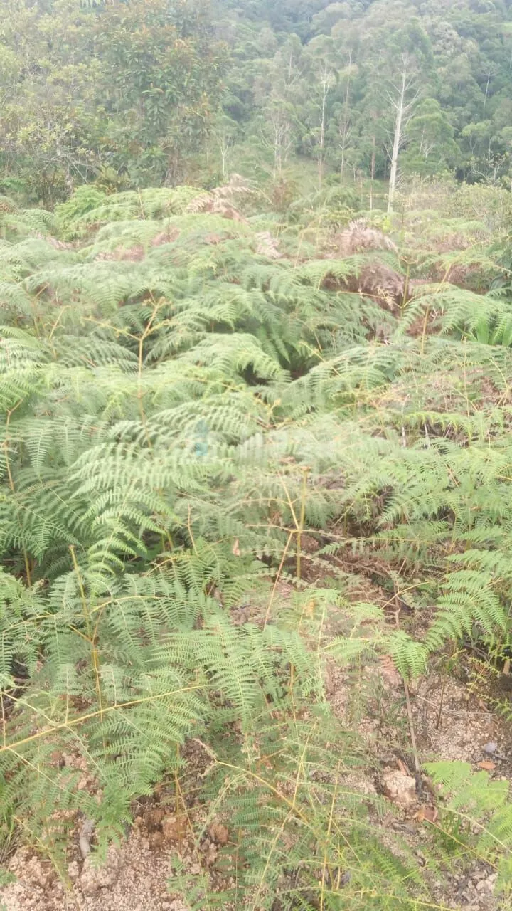 Fazenda à venda de 9 ha em Guabiruba, SC, Brasil
