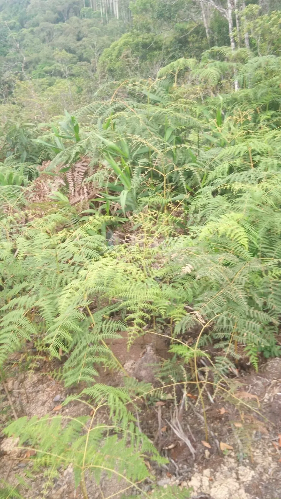 Fazenda à venda de 9 ha em Guabiruba, SC, Brasil