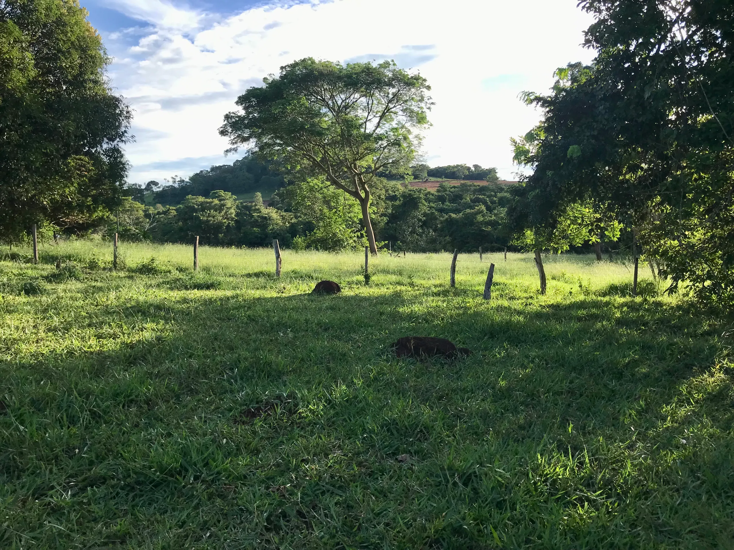 Fazenda à venda de 100 ha em Petrolina de Goiás, GO, Brasil