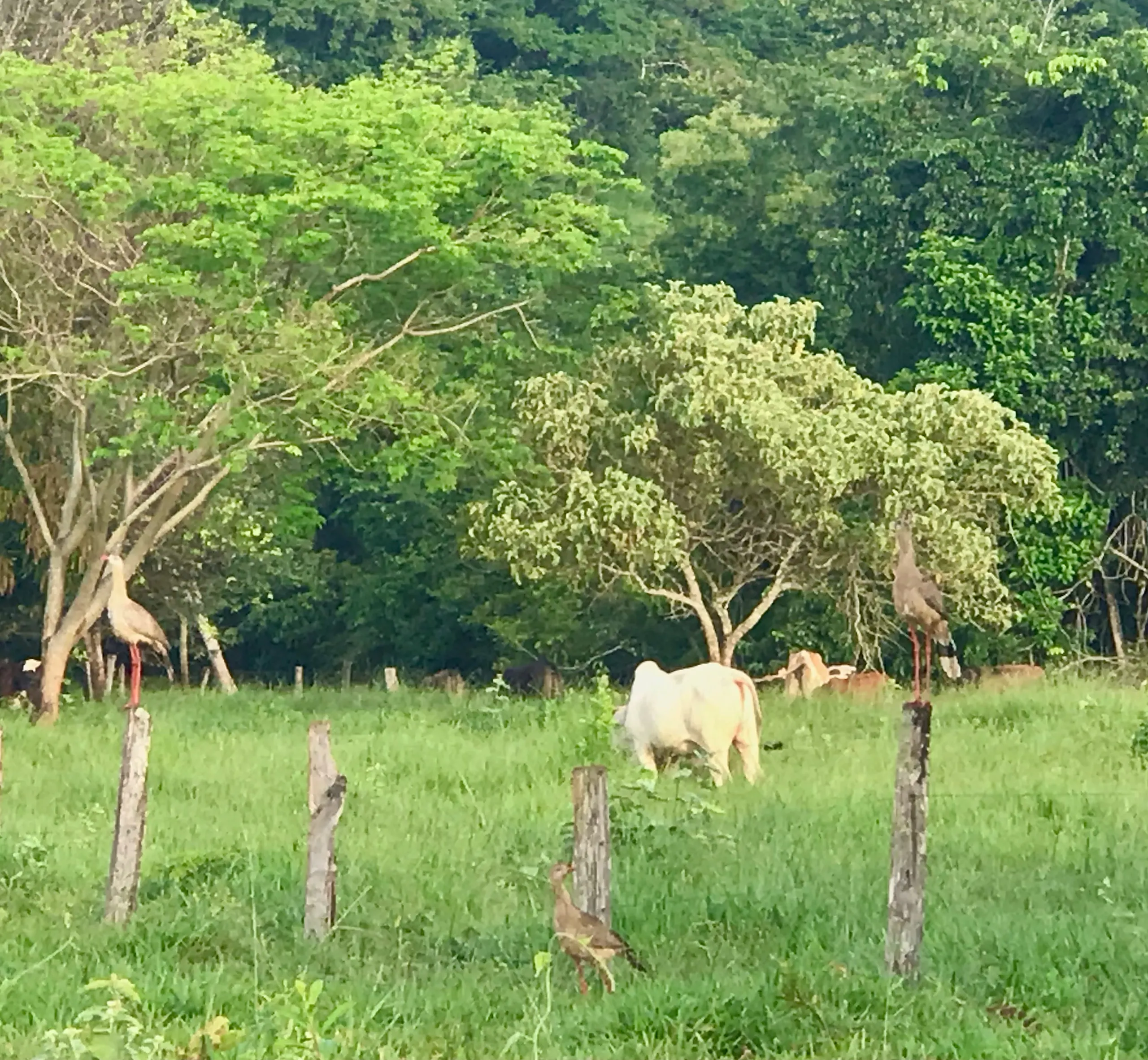 Fazenda à venda de 100 ha em Petrolina de Goiás, GO, Brasil