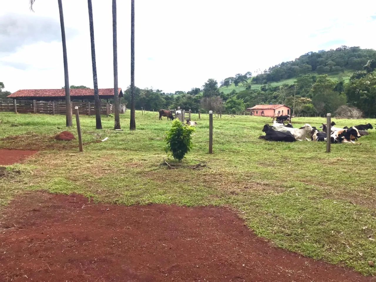 Fazenda à venda de 100 ha em Petrolina de Goiás, GO, Brasil