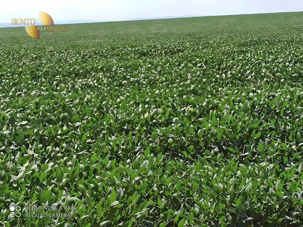 Fazenda à venda de 5.600 ha em Primavera do Leste, MT, Brasil