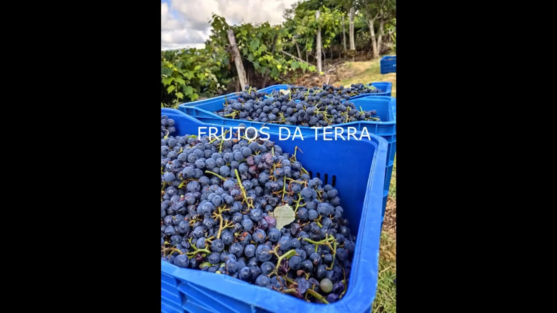 Chácara à venda de 7 ha em Rolante, RS, Brasil
