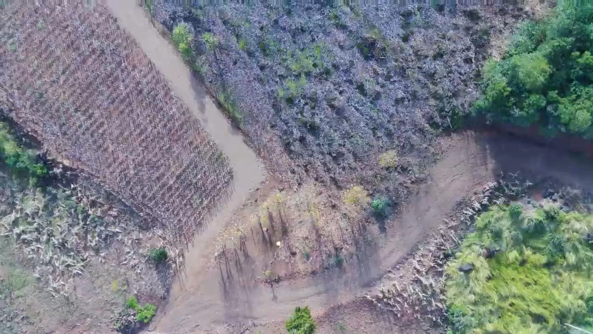 Chácara à venda de 7 ha em Rolante, RS, Brasil