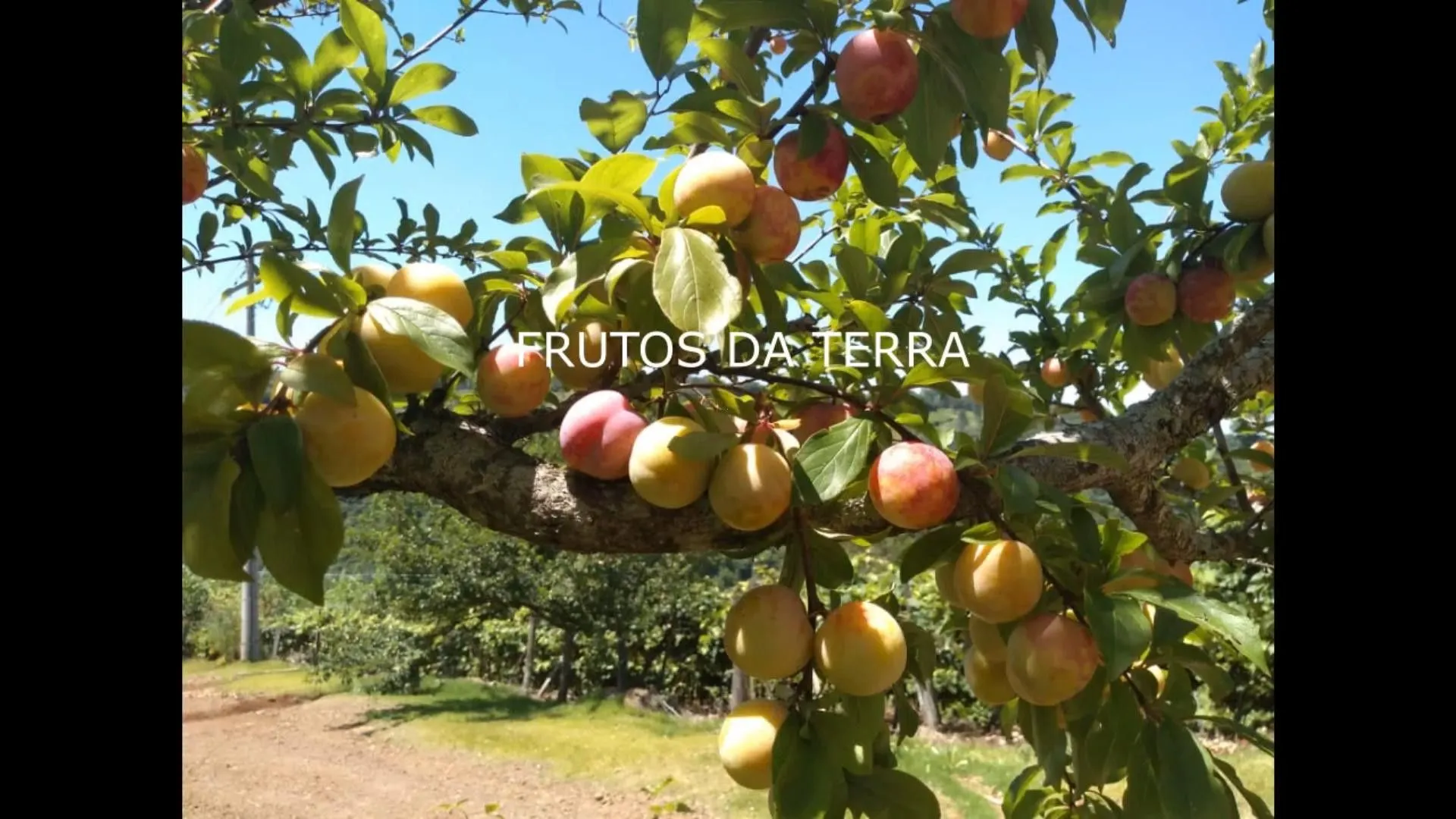 Chácara à venda de 7 ha em Rolante, RS, Brasil
