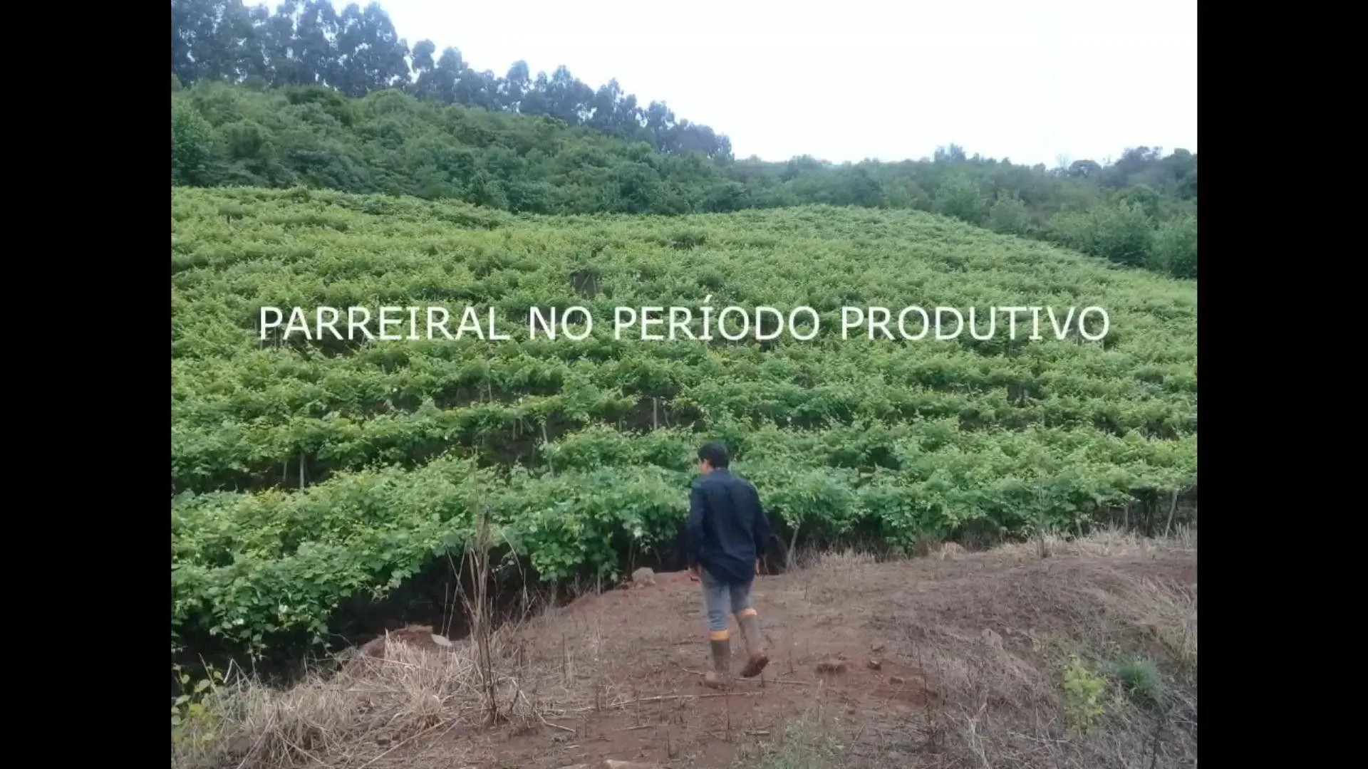 Chácara à venda de 7 ha em Rolante, RS, Brasil