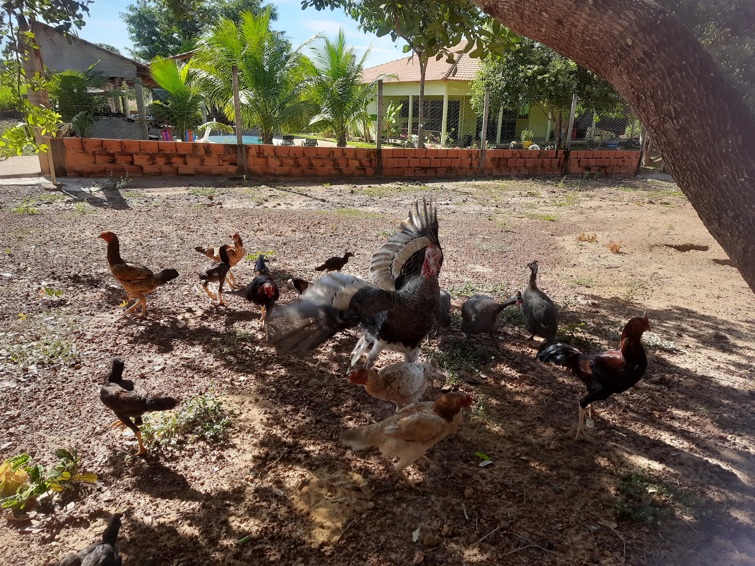Sítio à venda de 31 ha em Novo Acordo, TO, Brasil