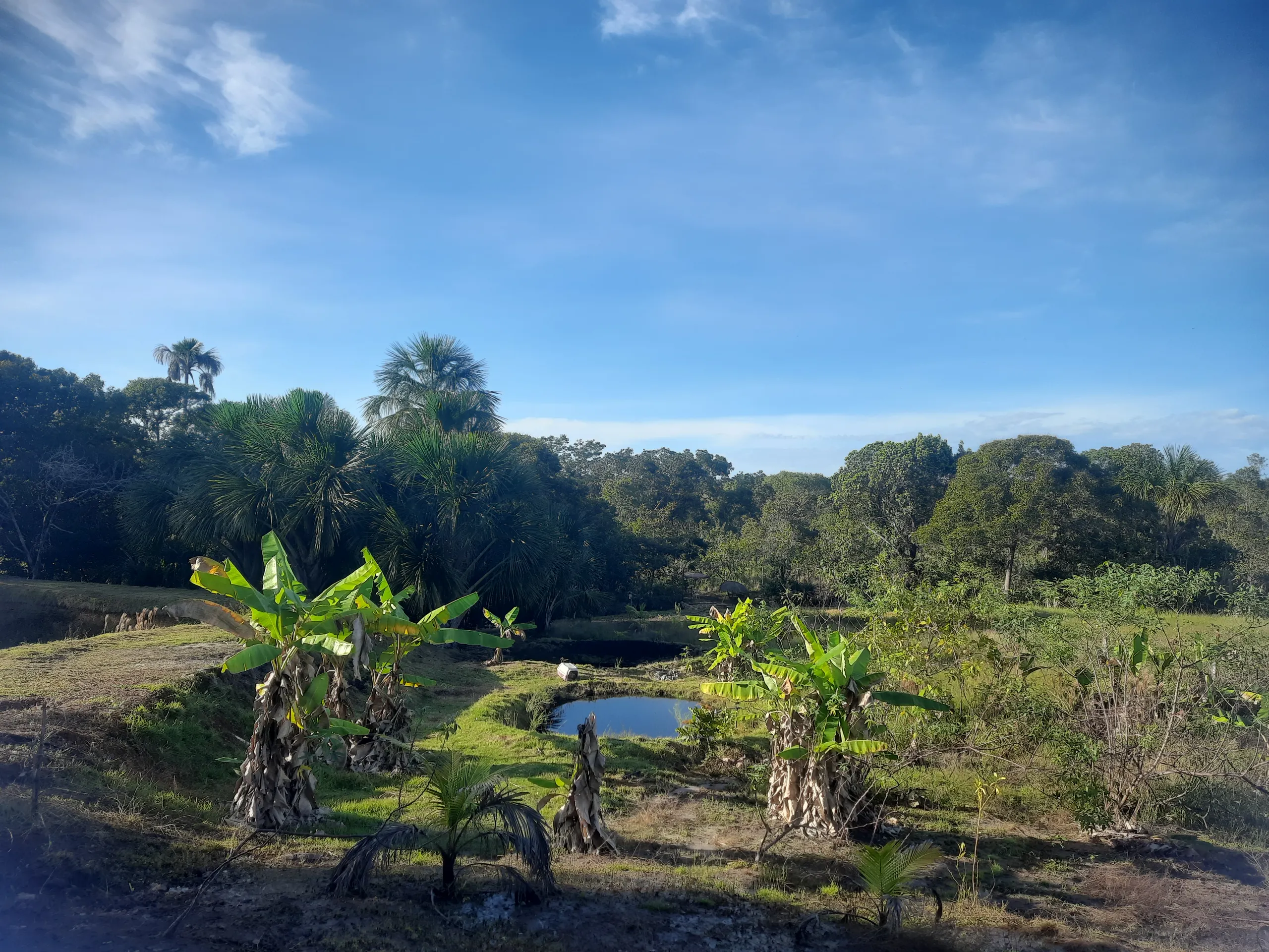 Sítio à venda de 31 ha em Novo Acordo, TO, Brasil