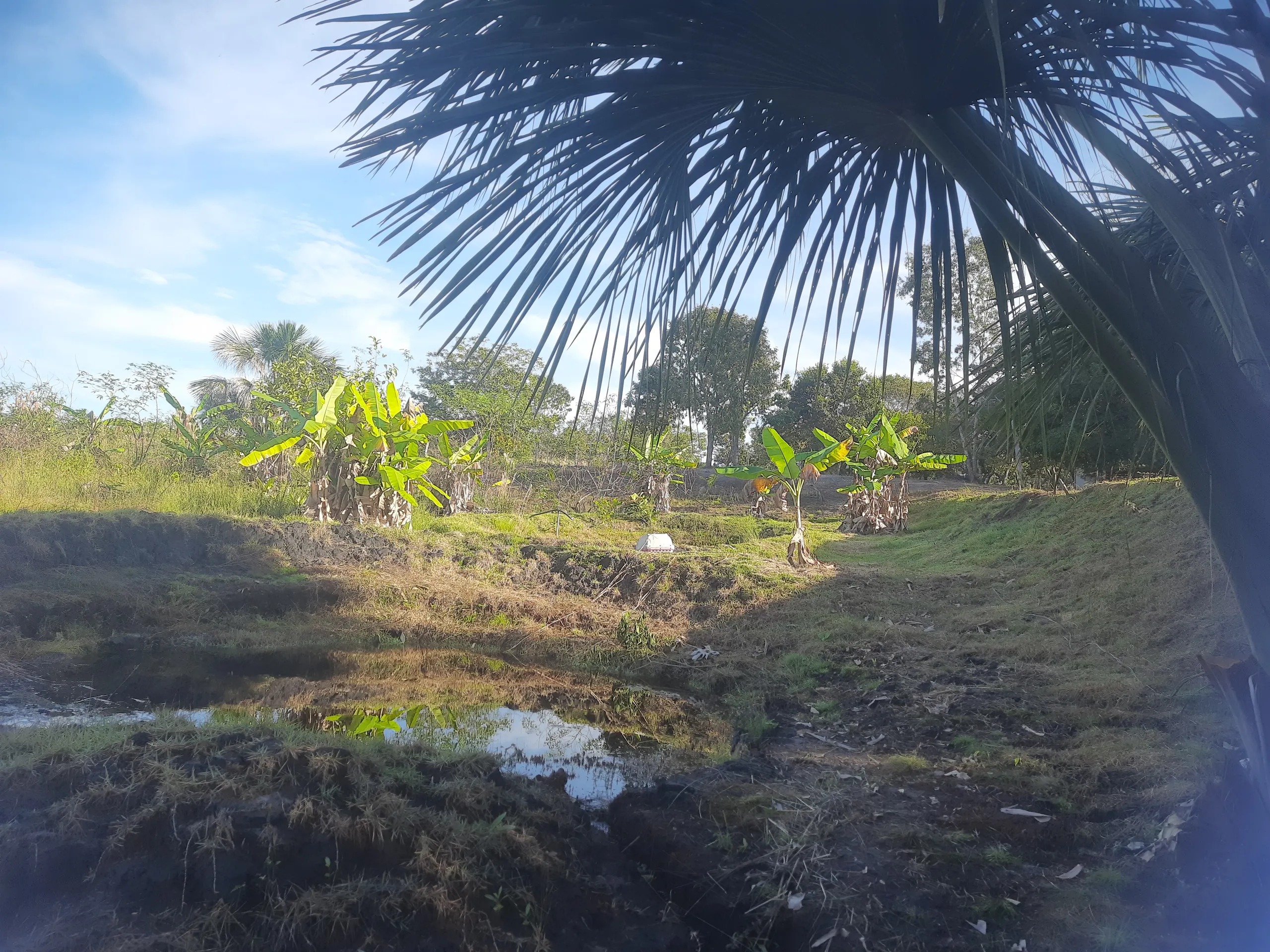 Sítio à venda de 31 ha em Novo Acordo, TO, Brasil