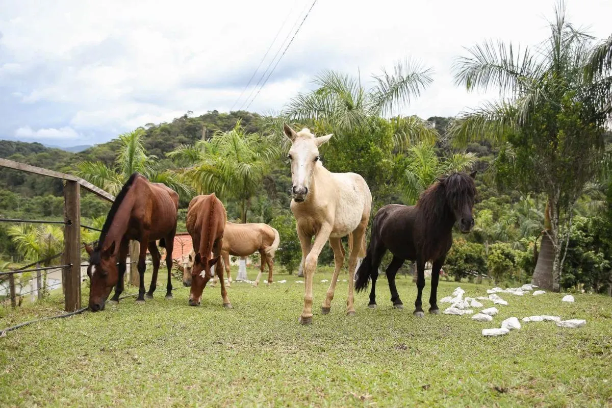 Fazenda à venda de 290 ha em Juquiá, SP, Brasil