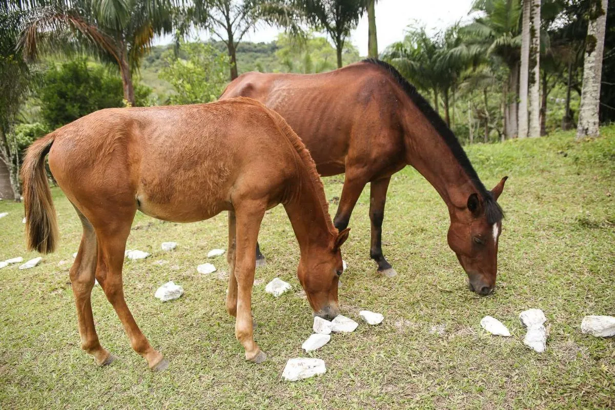 Fazenda à venda de 290 ha em Juquiá, SP, Brasil