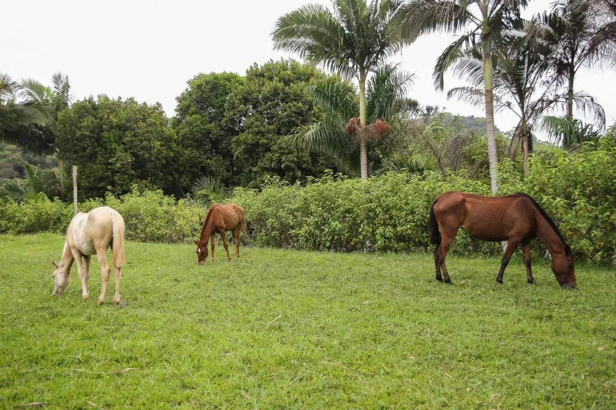 Fazenda à venda de 290 ha em Juquiá, SP, Brasil