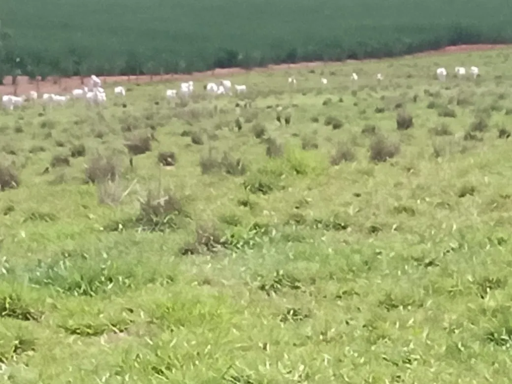 Sítio à venda de 56 ha em Cesário Lange, SP, Brasil