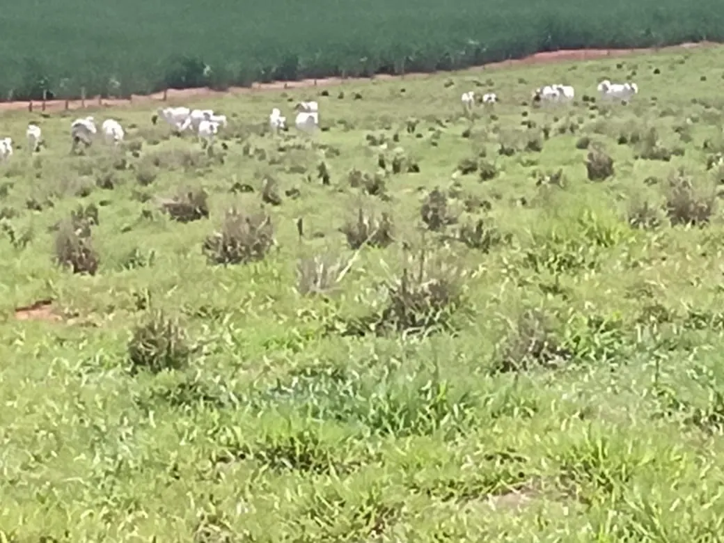 Sítio à venda de 56 ha em Cesário Lange, SP, Brasil